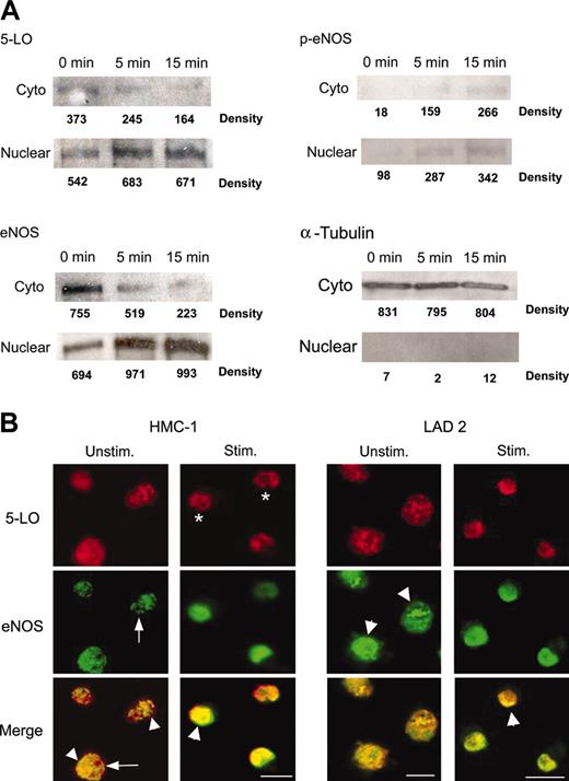 Figure 5. Translocation and colocalization of eNOS and 5-LO in HMC-1. (A) Western blot analysis of 5-LO, eNOS, phospho-eNOS (Ser1177), and α-tubulin in subcellular fractions from HMC-1 cells. Cells were stimulated with A23187 (0.1 μM) for the indicated times. Cell fractionation and Western blotting were performed as described in “Materials and methods.” Equal quantities (15 μg) of protein were added to each lane, and the relative band intensities (numbers below the bands) were determined by densitometry (arbitrary units). Results are representative of 3 independent experiments. (B) Colocalization of eNOS and 5-LO in human mast cells. HMC-1 or LAD 2 cells were untreated or stimulated with A23187 (0.1 μM) or IgE cross-linking (1 μg/mL) for 15 minutes, respectively. Cells were fixed in 4% paraformaldehyde and incubated with rabbit anti-5-LO (red) and mouse anti-eNOS (green). Antibody labeling was detected with rhodamine red-conjugated goat antirabbit and BODIPY-conjugated rabbit antimouse antibodies; overlapping fluorescence is indicated in yellow. White arrowheads indicate nuclear localization, white arrows indicate cytoplasmic staining, and white stars indicate nuclear envelope localization. Original magnification × 800; bar = 10 μm.