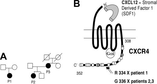 Figure 1. Characteristics of WHIM patients. (A) Pedigrees of 3 patients with WHIM syndrome. (B) Scheme of CXCR4 structure and localization of mutations in patients P1, P2, and P3. GαI indicates G protein; the dark gray dots correspond to threonine residues; and the light gray dots correspond to serine residues. Positions of proximal and terminal amino acid in the C-tail of the molecule are indicated.