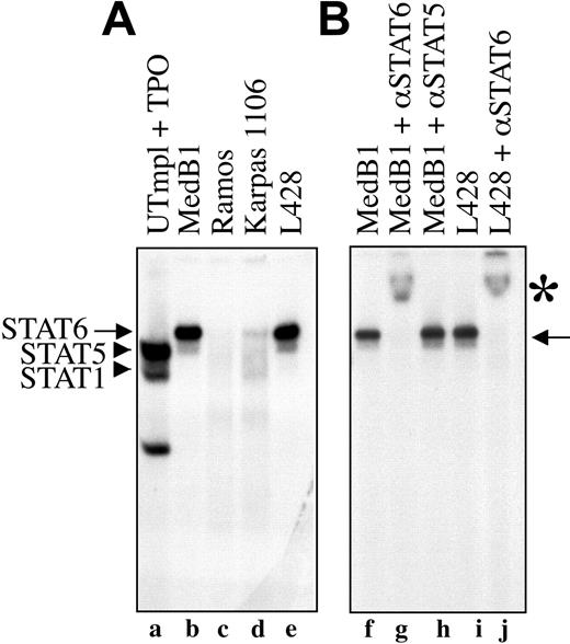 Figure 3. STAT6 activation in PMBL-derived cell lines. (A) Nuclear extracts were prepared from control cells (UT7mpl treated with 10 nM TPO for 30 minutes), PMBL-derived cell lines (MedB1 and Karpas 1106), the Hodgkin-derived cell line (L428), and the Burkitt-derived cell line (Ramos), and were assayed in EMSA using the β-casein responsive element as probe. To get better resolution of the DNA-protein complex, the probe was run out of the gel. (B) Where indicated, anti-STAT6-specific antibody was added to the binding reaction. Arrows indicate STAT6-DNA complexes; arrowheads indicate STAT1 and STAT5 complexes. *STAT6 supershifted complexes.