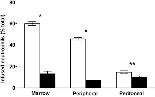 Figure 2. Marrow localization of neutrophils following circulation decreases with maturation and activation of the cells and is diminished by CXCR4 blockade. The effects of CXCR4 blockade on marrow localization of relatively immature, mature, and activated neutrophils were examined by treating mice with 40 to 80 μg/mouse blocking antibody (▪) or whole immunoglobulin (control; □) intravenously 30 minutes before infusing indium-labeled cells. Localization was then assayed 4 hours after cell infusion. Source of neutrophil population is on the abscissa. Data points are the means of 3 to 7 separate experiments (± SEM). Significantly different when compared with control-treated animals, *P < .001, **P < .05.