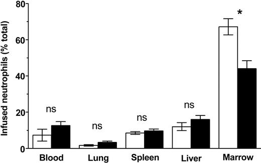 Figure 5. Blocking CXCR4 results in mobilization of neutrophils from the marrow. To determine the effects of CXCR4 blockade on marrow-sequestered neutrophils, mice were treated with CXCR4-blocking antibody (▪) or control immunoglobulin (□), 2 μg intravenously 4 hours after labeled marrow neutrophils were sequestered to the marrow, as described. Subsequent changes in neutrophil localization were assayed 2 hours after antibody infusion. Data points are the means of 3 to 7 separate experiments (± SEM). *Significantly different when compared with control treated animals, P = .01. ns indicates not significant.