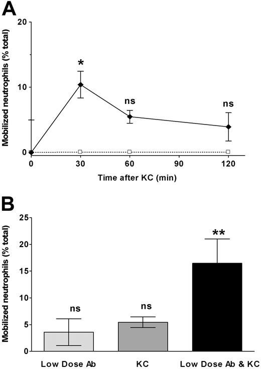 Figure 6. The CXCR2 chemokine KC induces neutrophil release from marrow and this is significantly augmented by low doses of CXCR4 neutralizing antibody. To measure the mobilization of marrow-sequestered neutrophils by the CXC chemokine KC and the synergistic effect of low-level CXCR4 blockade 2 experiments were performed. (A) Mice were treated with KC, 2 μg intravenously (♦) or buffer control (□) 4 hours after labeled marrow neutrophils were sequestered to the marrow, as described. Subsequent marrow content of labeled neutrophils was assayed at 30, 60, and 120 minutes after chemokine infusion. Results are expressed as percentage decrease compared with control-treated animals. (B) Mice were treated with low-dose CXCR4 blocking antibody (0.02 μg intravenously), KC (2 μg intravenously), both antibody and KC, or buffer control 4 hours after labeled marrow neutrophils were sequestered to the marrow, as described. Subsequent marrow content of labeled neutrophils was assayed 60 minutes after chemokine/antibody infusion. Results are expressed as percentage decrease compared with control-treated animals. Data points are the means of 3 to 5 separate experiments (± SEM). *Significantly different when compared with control-treated animals, P = .02. **Significantly different when compared with control, KC, or low-dose blocking antibody alone, P < .05; ns indicates not significant.
