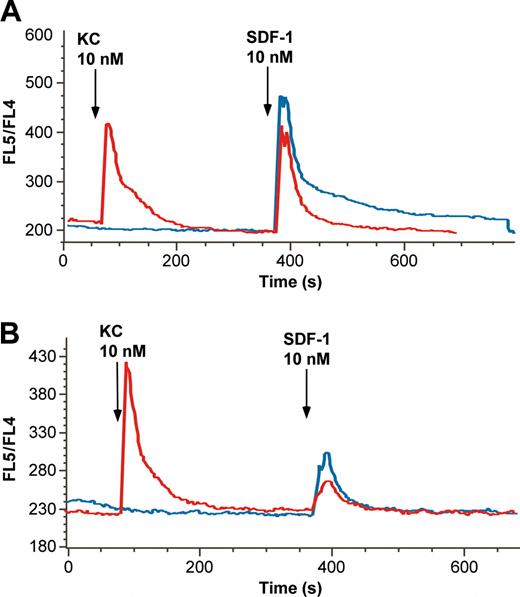 Figure 7. The CXCR2 ligand KC desensitizes marrow neutrophil response to SDF-1. The effects of pretreatment with KC on neutrophil calcium response to SDF-1α were examined by using murine neutrophils loaded with Indo-1, as described, that were exposed to 10 nM SDF-1 with or without 10 nM KC pretreatment. (A) Untreated cells exposed to SDF-1 alone (blue line) show a robust calcium transient with a prolonged plateau phase because of extracellular calcium influx. Pretreatment with KC (red line) 5 minutes before exposure to SDF1 results in an SDF-1 response lacking the secondary plateau phase. (B) Response of cells exposed to 0.5 nM SDF-1 for 45 minutes at 37°C before analysis. Cells subsequently stimulated with 10 nM SDF-1 alone (blue line) show an attenuated response (compare with blue line in panel A), but, if treated with 10 nM KC 5 minutes before (red line), they show a decrement in the peak calcium transient. Note that exposure to 0.5 nM SDF-1 for 45 minutes had no effect on the response to KC, but the scale of the y-axis was changed to better depict the changes in response to SDF-1.
