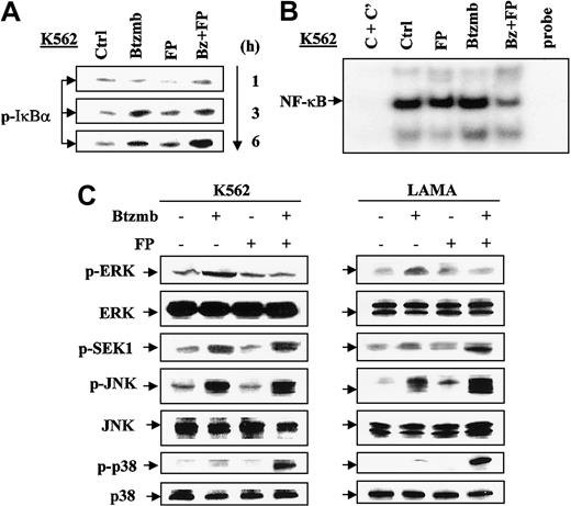 Figure 2. Exposure of CML cells to bortezomib/flavopiridol induces perturbations in the IκB/NF-κB, SAPK, and MAPK pathways. (A) K562 cells were exposed to 8 nM bortezomib (Btzmb or Bz) ± 200 nM flavopiridol (FP) for 1 to 6 hours, after which the cells were lysed and subjected to Western blot analysis to monitor expression of phosphorylated IκBα. (B) Alternatively, K562 cells were treated for 24 hours as described for panel A, after which nuclear extracts were prepared and subjected to electrophoretic mobility shift assay (EMSA) as described in “Materials and methods.” For C + C′ (lane 1), 100-fold excess of unlabeled NF-κB oligonucleo-tides was preincubated for 10 minutes with the nuclear extract obtained from untreated cells prior to addition of labeled NF-κB oligonucleotides. Lane 6 was loaded with labeled NF-κB oligonucleotides. Results are representative of 3 separate experiments. (C) K562 (left) and LAMA84 (right) cells were incubated with Btzmb (K562: 8 nM; LAMA: 5 nM) ± FP (K562: 200 nM; LAMA: 150 nM) for 24 hours, after which cells were lysed and subjected to Western blot using the indicated antibodies. For panels A and C, each lane was loaded with 30 μg protein. An additional 2 studies yielded equivalent results.