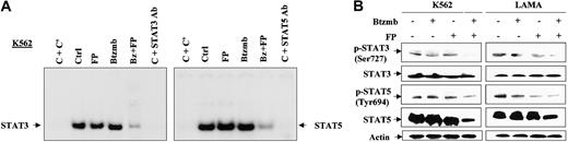 Figure 3. Bortezomib/flavopiridol diminishes constitutive activation of STAT3 and STAT5 in CML cells. (A) K562 cells were incubated with 8 nM bortezomib (Btzmb or Bz) ± 200 nM flavopiridol (FP) for 24 hours, after which nuclear extracts were prepared and subjected to EMSA to monitor STAT3/DNA (left) and STAT5/DNA (right) binding activity as described in “Materials and methods.” For C + C′ (lane 1), 100-fold excess of unlabeled specific oligonucleotides was preincubated for 10 minutes with the nuclear extract of untreated cells prior to addition of 32P-labeled oligonucleotides. For lane 6, nuclear extracts of untreated cells were incubated with TransCruz gel supershift antibody against STAT3 and STAT5 for 30 minutes prior to addition of 32P-labeled oligonucleotides. Results are representative of 3 separate experiments. (B) K562 (left) and LAMA84 (right) cells were treated with Btzmb (K562: 8 nM; LAMA: 5 nM) ± FP (K562: 200 nM; LAMA: 150 nM) for 24 hours, after which Western blot analysis was performed to evaluate total level and phosphorylation status of STAT3 and STAT5. Each lane was loaded with 30 μg protein; blots were stripped and reprobed with antibodies to actin to ensure equal loading and transfer. An additional 2 studies yielded equivalent results.