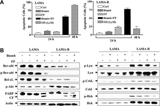 Figure 5. The bortezomib/flavopiridol regimen induces apoptosis in imatinib mesylate-resistant LAMA84 cells exhibiting Lyn overexpression and diminished expression of Bcr/Abl. (A) LAMA84 (left) and LAMA84-R (right) cells were incubated in the presence of 5 nM bortezomib (Btzmb) ± flavopiridol (FP: LAMA, 150 nM; LAMA-R, 100 nM) for 24 hours, or 1 μM imatinib mesylate for 48 hours, after which percentage of cells exhibiting apoptotic morphology was determined by evaluating Wright Giemsa-stained cytospin preparations. Results represent the means ± SDs for 3 separate experiments performed in triplicate. (B) Cells were treated as described for panel A, after which cells were lysed and subjected to Western blot using the indicated primary antibodies. CF indicates cleavage fragment. Each lane was loaded with 30 μg protein; blots were stripped and reprobed with antibodies to actin to ensure equal loading and transfer. An additional 2 studies yielded equivalent results.