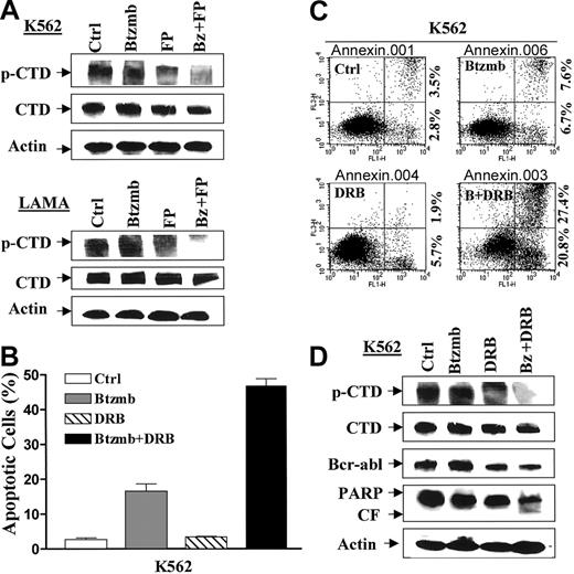 Figure 6. Bortezomib/flavopiridol inhibits phosphorylation of the C-terminal domain (CTD) of RNA polymerase II, an action mimicked by the P-TEFb inhibitor DRB. (A) K562 (top) and LAMA84 (bottom) cells were incubated in the presence of flavopiridol (FP, K562: 200 nM; LAMA: 150 nM) ± bortezomib (Btzmb or Bz, K562: 8 nM; LAMA: 5 nM) for 24 hours, after which Western blot analysis was performed to monitor phosphorylation of CTD. (B) K562 cells were exposed to 8 nM bortezomib (Btzmb) ± 30 μM DRB for 48 hours, after which percentage of cells exhibiting apoptotic morphology was determined by evaluating Wright Giemsa-stained cytospin preparations. Results represent the means ± SDs for 3 separate experiments performed in triplicate. (C) Alternatively, K562 cells were treated as described for panel B, and apoptosis was assessed by Annexin V-FITC staining and flow cytometry as described for Figure 1A. Results are representative of 3 separate experiments. (D) K562 cells were treated as described for panel B, after which cells were lysed and subjected to Western blot using the indicated primary antibodies. CF indicates cleavage fragment. For panels A and D, each lane was loaded with 30 μg protein; blots were stripped and reprobed with antibodies to actin to ensure equal loading and transfer. An additional 2 studies yielded equivalent results.