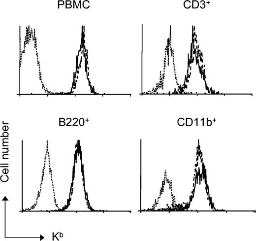 Figure 1. Engraftment of either Atm-/- or Atm+/+ donor bone marrow in conditioned recipients results in stable multilineage chimerism. Lethally irradiated C3H mice were reconstituted with 107 bone marrow cells from either Atm-/- (solid line; n = 6) mutant mice or wild-type littermate controls (dashed line; n = 6). Six weeks after BMT, PBMCs were stained with donor-specific anti-H-2Kb antibodies and analyzed by flow cytometry. Twenty-two weeks after transplantation, blood cells were stained with donor-specific anti-H-2Kb and lineage-specific antibodies and were analyzed by flow cytometry for the presence of donor-derived CD3+, B220+,or CD11b+ after gating. In all experiments, PBMCs from untreated C3H mice were used as negative controls (dotted line).