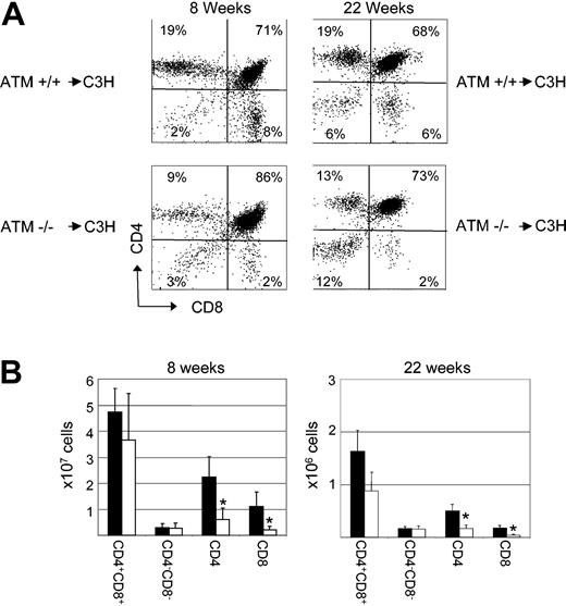 Figure 2. Defects in lymphocyte development observed in Atm-/- mice are stem cell intrinsic. (A) At 8 and 22 weeks after BMT, the thymi of C3H mice that had received either ATM-/- (ATM-/- → C3H) or wild-type littermate control bone marrow cells (ATM+/+ → C3H) were stained with anti-CD4 and anti-CD8 antibodies and were analyzed by flow cytometry. Shown is the frequency of each thymocyte subset in representative mice. (B) Eight and 22 weeks after BMT, the total number of cells in the thymi of C3H mice that had received either Atm-/- (□) or wild-type littermate control (▪) bone marrow cells were counted, and the absolute number of each population was calculated based on the frequency of subsets as determined by flow cytometry. Shown are the combined mean and standard deviation of 3 experiments. Lethally irradiated wild-type mice reconstituted with Atm+/+ bone marrow showed a decreased number of CD4+CD8+ double-positive and an increased number of single-positive thymocytes in comparison with untreated controls, which, based on our experience, is most likely a result of damage caused by the radiation used to condition these animals, as has been observed in previous studies.23-25