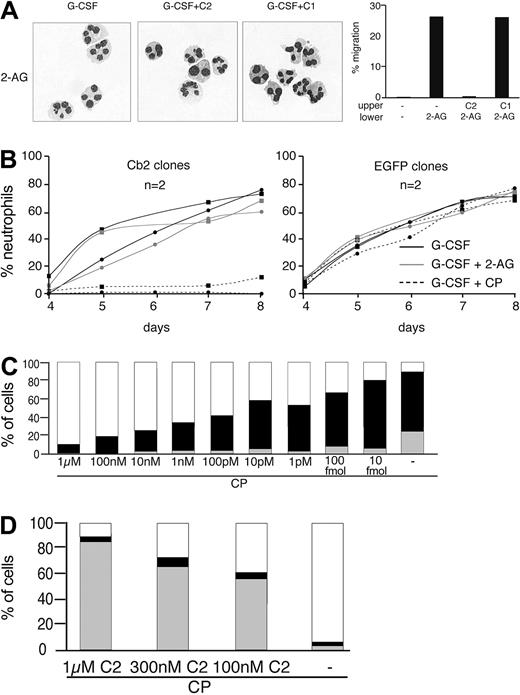 Figure 3. Effects of distinct cannabinoids on the G-CSF-induced neutrophilic differentiation and migration of 32D/G-CSF-R cells. (A) Morphologic analysis of May-Grünwald Giemsa-stained cytospins of 1 representative Cb2-expressing clone cultured in G-CSF and 100 nM 2-AG or CP55940 (CP) in the presence or absence of 1 μM Cb2 (C2) or Cb1 (C1) inverse agonist. In vitro migration of 32D/G-CSF-R/Cb2 cells upon 2-AG or CP stimulation; 100 nM C2 or C1 was added to the upper well when tested. (B) Two representative Cb2-expressing and 2 representative EGFP-expressing clones were cultured in G-CSF and 100 nM 2-AG or CP. (C) Differential counts of a representative CP titration experiment in the presence of G-CSF (day 8 of culture). □ indicates blast cells; ▪, intermediate forms; and ▦, terminally differentiated neutrophils. (D) Differential counts of a 32D/G-CSF-R/Cb2 clone cultured with G-CSF, 100 nM CP, and different concentrations of C2.