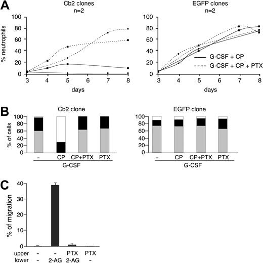 Figure 4. Effect of pertussis toxin (PTX) on the CP55940-evoked block of differentiation and the 2-AG-induced migration of 32D/G-CSF-R cells. (A) Two representative Cb2- and EGFP-expressing 32D/G-CSF-R clones were cultured for 8 days in the presence of G-CSF plus CP559940 (CP) with or without PTX (100 ng/mL). (B) Differential counts of a representative Cb2- and EGFP-expressing 32D/G-CSF-R clone at day 7 of culture in the presence of G-CSF with or without CP and PTX. □ indicates blast cells; ▪, intermediate forms; and ▦, terminally differentiated neutrophils. (C) Effect of 300 ng/mL PTX on 2-AG-induced migration of 32D/G-CSF-R/Cb2 cells. PTX was added to the cells and preincubated for 1 hour at 37°C before the cells were placed in the upper chamber of a transwell assay. Values indicate the average of 3 representative clones. Error bars indicate SD.