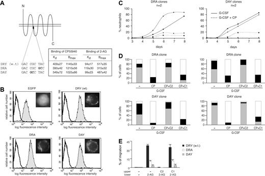 Figure 5. Mutation of the DRY motif in Cb2 and analysis of 32D/G-CSF-R/Cb2 mutant clones. (A) Location of the DRY motif in Cb2. Introduced mutations are indicated in bold. The box shows the results of ligand binding assays. The dissociation constant (Kd) is expressed for CP55940 in picomolars and for 2-AG in nanomolars. Maximum binding (Bmax) is expressed as femtomoles per milligram of protein. Data were pooled from independent experiments performed on 2 clones of the same cell type. (B) Flow cytometric analysis of representative 32D/G-CSF-R clones expressing the distinct constructs. The insets show cell fluorescence distribution in the infected cells by microscopy; original magnification × 63. (C) Four representative mutant clones cultured for 8 days in the presence of G-CSF with or without CP (100 nM). (D) Four representative 32D/G-CSF-R clones expressing Cb2 mutants cultured in G-CSF with or without CP, Cb2 (C2), and Cb1 (C1) inverse agonist (100 nM). Counts were carried out on day 8 of culture. □ indicates blast cells; ▪, intermediate forms; and ▦, terminally differentiated neutrophils. (E) In vitro migration of cells containing a DRY, DRA, or DAY motif. Cells were exposed to medium with 300 nM 2-AG or control medium; 100 nM C1 or C2 was added to the upper chamber.The percentage of migration is the average of 3 clones.