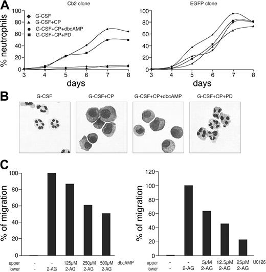 Figure 6. Effects of dbcAMP and MEK/ERK inhibitors on 2-AG-induced migration and the CP55940-stimulated block of differentiation. (A) A representative Cb2 and EGFP control 32D/G-CSF-R clone cultured with G-CSF with or without 100 nM CP55940 (CP), 100 μM dbcAMP, or 25 μM PD98059 (PD). (B) Pictures of May-Grünwald Giemsa-stained cytospins (day 8) of a representative Cb2-expressing 32D/G-CSF-R clone cultured under the different conditions. Original magnification × 63. (C) Effects of different concentrations of dbcAMP and U0126 on the 2-AG-induced (300 nM) migration of a representative Cb2-expressing 32D/G-CSF-R clone. The y-axis indicates the percentage of migrated cells in relation to the nontreated cells.