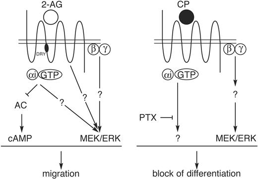 Figure 7. Schematic representation of Cb2 signaling. Signal transduction pathways linked to Cb2 leading to the 2-AG-induced migration and the CP55940-evoked block of neutrophilic differentiation.