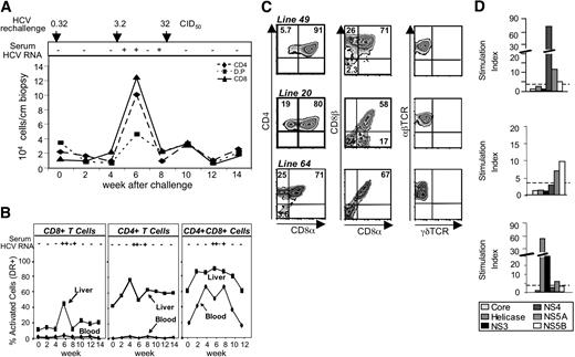 Figure 6. Phenotypic and functional characterization of CD4+CD8+ cells in a chimpanzee during the course of HCV infection. (A) Absolute number of CD4+ and CD8+ cells and CD4+CD8+ cells per centimeter liver biopsy during the course of HCV infection. The 3 arrows indicate the time point of intravenous HCV inoculation. CID50 indicates 50% chimpanzee infectious dose. (B) Activation status of CD4+ and CD8+ cells and CD4+CD8+ cells as assessed by expression of HLA-DR. + and - indicate presence and absence of serum HCV RNA as determined by RT-PCR. (C) Phenotype of CD4+CD8+ liver-derived cell lines. In the left panel, cells were gated on CD3+ T cells. In the middle panel, CD3+CD4+ T cells were gated and examined for CD8 α and β chain expression. The anti-CD8α antibody recognizes the α chain either in the αα homodimer or in the αβ heterodimer. The anti-CD8β antibody recognizes only the β chain. In the right panel, cells were gated on CD4+CD8+ cells and examined for TCR αβ or γδ expression. (D) Proliferative responses of the respective CD4+CD8+ T-cell lines to HCV proteins. Dotted lines represent the cutoff of positivity.
