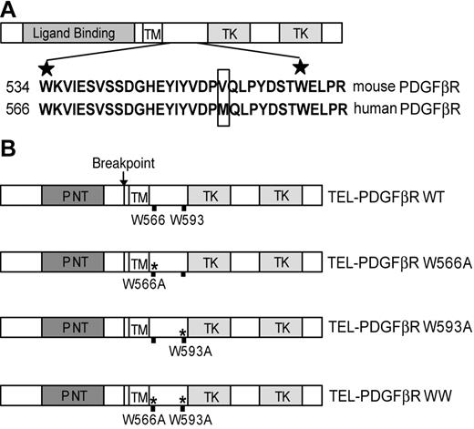 Figure 1. Schematic diagram of the conserved WW domain in the juxtamembrane region in native PDGFβR and TEL-PDGFβR fusion, as well as the locations of alanine substitution at conserved tryptophans. (A) Full-length PDGFβR contains an N-terminal extracellular ligand-binding domain, a transmembrane domain (TM), and a split cytoplasmic tyrosine kinase domain (TK). The conserved WW domain is located within the juxtamembrane region between TM and TKs. The sequence alignment of the WW domain in murine and human PDGFβR is shown, with the 2 highly conserved tryptophan residues marked with the stars. The only amino acid difference in this region between the human and murine PDGFβR is boxed. (B) The TEL-PDGFβR fusion variants with distinct alanine substitution at different tryptophan residues. Wild-type TEL-PDGFβR is labeled as WT, TELPDGFβR single mutants are labeled as W566A and W593A, and double mutant W566A/W593A is labeled as WW. All the numbering of mutations is as for native human PDGFβR.