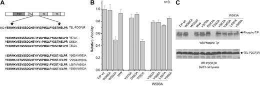 Figure 3. Effects of selected mutations in the conserved WW-like domain on TEL-PDGFβR activation. (A) Schematic diagram of selected mutations within the WW-like domain in TEL-PDGFβR. The numbering of mutations is as for native human PDGFβR. The conserved tryptophan residues are marked with stars. (B) Effects of selected mutations in the conserved WW-like domain on TEL-PDGFβR-transforming activity in Ba/F3 cells. Cells stably expressing distinct TEL-PDGFβR variants were treated with IL-3 withdrawal for 24 hours prior to analysis by cell viability assay. The relative cell viability was normalized to the viability of cells stably expressing wild-type TEL-PDGFβR. Data presented are mean ± standard error (n = 3). (C) Autophosphorylation of TEL-PDGFβR mutants in Ba/F3 cells. Ba/F3 cell lysates were probed by 4G10. Visualization of multiple bands in each lane may be due to the 2 alternative translational start sites in TEL gene and autophosphorylation of TEL-PDGFβR.10 The bottom panel shows similar level of expression of TEL-PDGFβR variants by Western blot.