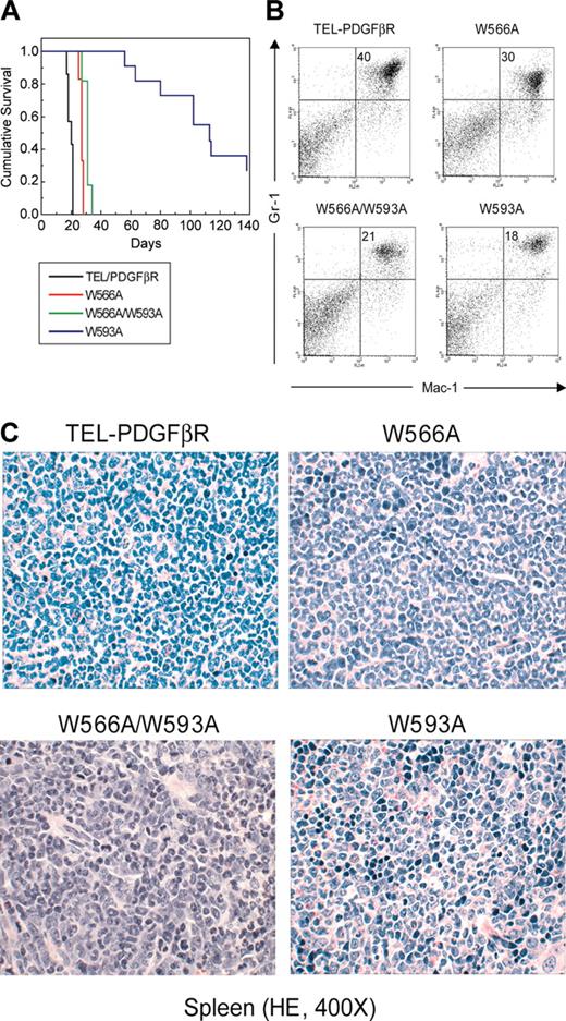 Figure 4. Myeloproliferative phenotype in mice that received transplants of bone marrow transduced with constructs encoding TEL-PDGFβR variants. (A) Kaplan-Meier survival plot of mice that received transplants of bone marrow cells transduced with distinct TEL-PDGFβR constructs. Mice that received transplants of wild-type TEL-PDGFβR (n = 7), W566A (n = 12), and double mutant W566A/W593A (n = 11) died with a rapidly developed fatal myeloproliferative syndrome. Only 8 of 11 W593A mice that received transplants developed myeloproliferative disease with much longer latency (median survival = 102 days). (B) Spleen cells from representative mice transduced with each of the constructs were stained with allophycocyanin (APC)-conjugated anti-Gr-1 and phycoerythrin (PE)-conjugated anti-Mac-1 and analyzed by flow cytometry. The immunophenotype of cells from spleen tissues of TEL-PDGFβR variants illustrates a high percentage of mature myeloid cells (identified as Gr-1 and Mac-1 double-positive cells) in spleen. The percentage of Gr-1+ Mac-1+ granulocytes in the top right quadrant of the dot plots is indicated. (C) Sections of spleen from the same 4 mice as in panel B were stained with hematoxylin and eosin and shown at an original magnification of × 400. Spleen tissues of TEL-PDGFβR variants demonstrate marked expansion of maturing myeloid elements, many with folded or ringlike nuclei, and small numbers (< 5%) of blast forms compatible with a myeloproliferative disease (nonreactive).