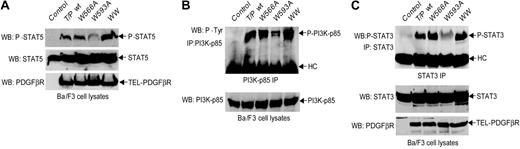Figure 6. W593A mutation impairs TEL-PDGFβR-dependent phosphorylation and activation of downstream signaling components. (A) Phosphorylation of STAT5 by TEL-PDGFβR in Ba/F3 cells. Ba/F3 cells transduced with empty retroviral vector were included as control. STAT5 proteins were blotted with antibody against STAT5b that also recognizes STAT5a (middle). STAT5 phosphorylated at Tyr-694 was detected with specific anti-phospho-STAT5 antibody as shown in the top panel. The bottom panel shows almost equal protein expression among distinct TEL-PDGFβR variants. (B) Phosphorylation of PI3K by TEL-PDGFβR. PI3K-p85 was immunoprecipitated and probed with 4G10 antiphosphotyrosine antibody. Antibody heavy chains (HCs) in the immunoprecipitates are shown (top). PI3K-p85 expression was assessed by immunoblotting whole-cell lysates with p85 antibody (bottom). (C) Tyrosine phosphorylation of STAT3. The immunoprecipitates of STAT3 were blotted with specific antibody against STAT3 phosphorylated at Tyr-704 (top). Expression of STAT3 and distinct TEL-PDGFβR variants were detected by immunoblotting in each sample (bottom).