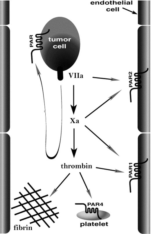 Figure 1. How might procoagulant activity promote localization of tumor cells in the microvasculature? The image illustrates candidate targets of coagulation proteases generated on the tumor cell. Tissue factor/factor VIIa and factor Xa might activate endothelial PAR2, and thrombin might activate endothelial PAR1 and platelet PAR4 and mediate fibrin formation. These same proteases might act at PARs on the tumor cell itself. Our data emphasize the importance of platelets and fibrinogen as important host effectors of hematogenous metastasis.