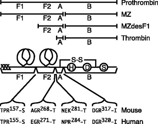 Figure 1. The activation of prothrombin. Prothrombin fragment 1 (F1) consists of the γ-carboxyglutamic acid domain and first kringle domain, and fragment (F2) consists of the second kringle domain. Thrombin consists of disulfide-linked A and B chains, where the B chain contains the His (H), Asp (D), and Ser (S) residues of the serine protease active site. Meizothrombin (MZa) is produced by factor Xa cleavage after Arg320 of human prothrombin or after Arg317 of mouse prothrombin. Thrombin is produced by factor Xa cleavage after Arg271 of human MZa or after Arg268 of mouse MZa. Meizothrombin(desF1) (MZdesF1a) is produced by autocatalytic cleavage after Arg155 of human MZa or after Arg157 of mouse MZa. Fragment F2 and the A chain of human thrombin also can be separated by cleavage after Arg284; this cleavage site is replaced by Lys281 in mouse prothrombin.
