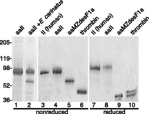 Figure 2. Recombinant mouse prothrombins and activated products. Recombinant aaII and rrII were proteolytically activated and the products aaMZa, aaMZdesF1a, and thrombin were purified and analyzed by gel electrophoresis. The gel was stained with Coomassie blue, and the positions of molecular weight standards (kDa) are indicated. Purified human plasma prothrombin was included for comparison. The major product of aaII activation with E carinatus venom is aaMZa (lane 2), which is converted slowly by autoproteolysis to aaMZdesF1a (lane 5). Activation of aaII to aaMZa (lane 2) was quantitative as shown by disappearance of the aaMZa band upon electrophoresis under reducing conditions.