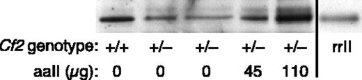 Figure 4. Detection of recombinant protein in mouse plasma. Plasma (0.1 μL) from mice of the indicated prothrombin genotype was analyzed by gel electrophoresis and Western blotting with polyclonal antimouse prothrombin antibodies. Two heterozygous Cf2+/- mice were injected with 45 μg or 110 μg of aaII 20 minutes before blood sampling. Purified rrII was included in the last lane as a size standard.