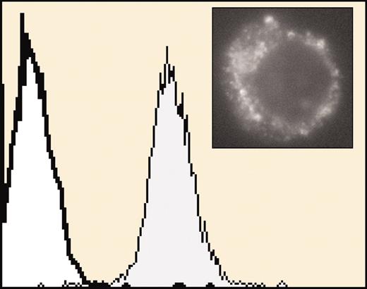 Effects of dbcAMP and MEK/ERK inhibitors on 2-AG-induced migration and the CP55940-stimulated block of differentiation. See the complete figure in the article beginning on page 526.