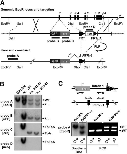 Figure 1. Targeted insertion of the GFPcre reading frame into the EpoR locus and screening strategy. (A) Structure of the genomic and the targeted locus of the EpoR. The targeting vector is shown in the middle of panel A. The exons of the EpoR gene are numbered and shown as black boxes. The oval indicates the polyadenylation signal (pA); triangles, FRT sites; a black/dark gray box, the GFPcre sequence inserted in exon 1 forming the new exon 1*; an open box, the neor selection marker; and a dashed line, the vector backbone of the targeting construct. Annealing sites of external probe A (EpoR) as well as internal probe B (GFP), C (cre), and D (neo) are indicated by black lines. (B) Southern blot analysis of EcoRV-digested genomic DNA derived from Balb/c and homologous recombinant ES cell clones. A blot probed by external probe A as well as internal probes B, C, and D is shown. The 5′-EcoRV fragment of the targeted knock-in allele (ki) is represented by a 7.4-kb band, and the wild-type EpoR 5′-EcoRV fragment (WT) is represented by a 9.0-kb band (probe A, B). The 3′-EcoRV fragment of the knock-in allele carrying the FRT-flanked neo-cassette (FnFpA; clone no. 201) is displayed by a 6.9-kb fragment (probe C and D) and the same allele having eliminated the selection marker (FpA; clone no. 201-47, no. 201-91) by a 5.6-kb band (probe C). (C) Multiplex PCR analysis of ErGFPcre mice. The wild-type allele (WT) displays a 431-bp PCR product created by the primers b and c, whereas a 679-bp band represents the GFPcre knock-in (ki) allele generated with the primers a and c. The PCR method was tested on Southern blot–confirmed (bottom left) genomic tail DNA derived from male and female wild-type Balb/c or hemizygous ErGFPcre mice.