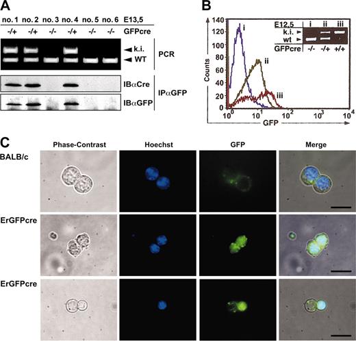 Figure 2. Expression of GFPcre in fetal liver cells of ErGFPcre mice. (A) Immunoblot analysis of FLCs. Littermates hemizygous GFPcre positive (–/+; ki) or GFPcre negative (–/–) and wild type at the EpoR (WT) were isolated at 13.5dpc and genotyping was performed by multiplex PCR on yolk sac DNA (top). Cell lysates of FLCs were immunoprecipitated with an anti-GFP antibody and analyzed by immunoblotting with an anti-Cre or anti-GFP antibody (bottom). (B) Analysis of FLCs by flow cytometry. FLCs derived from wild-type (i), hemizygous (ii), or homozygous (iii) ErGFPcre embryos at E12.5 were analyzed for GFP fluorescence. Data were plotted as relative fluorescence intensity versus the cell number. The genotype of the embryos used for FLC preparation was determined by multiplex PCR analysis on yolk sac DNA (inset). (C) Analysis of FLCs by fluorescence microscopy. FLCs derived from wild-type (Balb/c) or hemizygous ErGFPcre (ErGFPcre) littermates at embryonic stage E13.5 were cultivated in 0.8% methylcellulose supplemented with 0.5 U/mL Epo and 5 mM Hoechst 33258. After 24 hours, cells were analyzed for Hoechst and GFP fluorescence using fluorescent microscopy. The merged pictures were obtained by overlaying the corresponding phase contrast, Hoechst, and GFP images (scale bar, 10 μm).