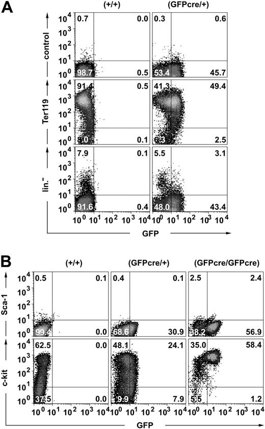 Figure 3. Expression of the GFPcre fusion protein in the erythroid lineage. Flow cytometric analysis of FLCs derived from (A) E13.5 wild-type (+/+) and hemizygous (GFPcre/+) or (B) E12.5 wild-type (+/+), hemizygous (GFPcre/+), and homozygous (GFPcre/GFPcre) ErGFPcre littermates. (A) To determine the lineage specificity of GFPcre expression, cells were stained either with only the secondary antibody (control) or with a Ter119-specific antibody followed by the secondary antibody (middle). A combination of CD41-, Mac-1–, Gr-1–, CD14-, Sca-1–, B220-, and YBM/42-specific antibodies was used to identify the major pool of nonerythroid cells (lin–). (B) To determine surface marker expression of erythroid progenitor cells, cells were simultaneously stained with Sca-1– and c-kit–specific antibodies. The quadrant statistics are indicated.