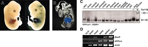 Figure 4. Tissue specificity of GFPcre-mediated recombination and expression of the EpoR and GFPcre in ErGFPcre mice. (A) Whole-mount lacZ stainings of R26R-positive (left) and GFPcre/R26R–double-positive (right) embryos at developmental stage E13.5. (B) LacZ stainings performed on sagittal cryosections of embryos (E13.5) hemizygous for GFPcre and R26R. FL indicates for fetal liver; and BV, blood vessel. X-Gal stainings on whole-mount and tissue-sections were performed according to standard procedures.33 Images were acquired using a Zeiss Stemi SV11Apo binocular microscope in combination with a Zeiss AxioCam Color camera. (C) Southern blot analysis of ErGFPcre-R26R reporter mice hemizygous for GFPcre and R26R. EcoRV-digested genomic DNA from different tissues and Ter119-positive and -negative sorted bone marrow fractions were analyzed by Southern blot analysis (for details see Figure 5A). The fragments representing the excised (-◃-) and the nonrecombined (◃-◃) reporter allele are indicated. (D) RT-PCR analysis of different tissues derived from adult ErGFPcre mice hemizygous for GFPcre. Total RNA derived from tissue samples was reverse transcribed and cDNA samples were used for PCR analysis monitoring EpoR and GFPcre expression. PCR analysis monitoring beta-actin was used to confirm comparable total mRNA levels within the samples.
