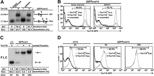 Figure 5. Determination of GFPcre-mediated recombination efficiency. (A-B) GFPcre-mediated recombination efficiency in adult mice. Bone marrow and spleen cells from 3 mice positive for the R26R reporter allele and hemizygous GFPcre positive (GFPcre/+) for the EpoR locus were sorted by MACS for Ter119-positive (+) and -negative (–) fractions. The EcoRV-digested DNA was analyzed by quantitative Southern blot analysis (A). The quantitation was performed by phospho-imager analysis and the values for the recombinant (del) as well as the nonrecombinant (flox) allele were calculated after background subtraction per lane in percent (table). The genomic organization of the reporter allele is depicted. The letters indicate the restriction site EcoRV (E) and the probe (P) used for hybridization. LoxP sites are shown as ◃. The size of the deleted (del) as well as the loxP-flanked (flox) reporter allele is indicated. Each cell fraction was analyzed by flow cytometry for Ter119 content (B). Data were plotted as relative fluorescence intensity versus the cell number. The Ter119-positive (Ter119+, gray line) and -negative sorted fractions (Ter119–, thick black line) of bone marrow (left) and spleen (right) were compared with the corresponding pool of unsorted cells (thin black line). The number in each panel represents the relative amount of Terr119-positive cells within the Ter119-positive sorted fraction as defined by the indicated gate. (C-D) GFPcre-mediated recombination efficiency in embryonic mice. FLCs derived from E14.5 embryos hemizygous for the R26R reporter allele and wild-type for the EpoR locus (+/+) or hemizygous positive for GFPcre (GFPcre/+) were sorted for Ter119-positive and -negative fractions. EcoRV-digested DNA derived from sorted FLC fractions were subjected to quantitative Southern blot analysis (C). The left lane displays the results obtained from Ter119-positive control FLCs, negative for GFPcre (+/+) and positive for the R26R reporter allele directly after sorting. The middle left, middle right, and right lanes in panel C show the results obtained from either Ter119-negative (–) or Ter119-positive (+) sorted FLCs hemizygous for GFPcre (GFPcre/+) and R26R directly after sorting (t = 0) or after 24-hour cultivation in Epo (t = 24). Sorted fractions were analyzed for Ter119 content by flow cytometry (D) either directly after sorting (0 h) or after 24-h cultivation in Epo (24 h).
