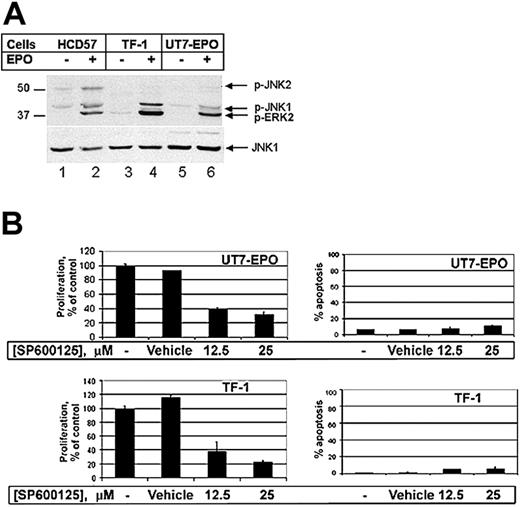 Figure 3. JNK is activated and promotes proliferation in human EPO-responsive leukemia cells. (A) Western blot analysis of HCD57 (lanes 1 and 2), TF-1 (lanes 3 and 4), and UT7-EPO (lanes 5 and 6) deprived of EPO for 4 hours (lanes 1, 3, and 5) and then stimulated with EPO for 5 minutes (lanes 2, 4, and 6). Phosphorylation of JNK1 (p-JNK1) and JNK2 (p-JNK2) was assessed by immunoblotting with anti–phospho-JNK antibody. ERK2 phosphorylation that cross-reacts with the phospho-JNK antibody is also detected (p-ERK2). (B) Effect of SP600125 inhibitor on proliferation by MTT assay (left panels) and apoptosis by flow cytometry of propidium iodide–stained cells (right panels) of UT7-EPO (top panels) and TF-1 (bottom panels) cells. UT7-EPO and TF-1 cells were cultured in EPO alone (–), EPO plus DMSO vehicle (Vehicle), or EPO + 12.5 μM and 25 μM SP600125 for 48 hours. Treatment with 12.5 μM SP600125 inhibited proliferation by approximately 60% in both UT7-EPO and TF-1 cells, whereas the apoptosis observed was less than 10%.