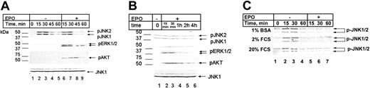 Figure 5. JNK is active but not EPO-dependent in primary erythroid cells. Western blot analysis of spleen cells isolated from phenylhydrazine-treated mice. (A) Cells were cultured in either the presence (lanes 2-5) or absence (lanes 6-9) of EPO for 15, 30, 45, or 60 minutes immediately after isolation of cells. (B) Cells were deprived of EPO for 3 hours and then cultured in 10 U EPO/mL for the times indicated. (C) Cells were deprived of EPO (lanes 2-4) or deprived of EPO for one hour and then stimulated with EPO (lanes 5-7) for the times indicated in the presence of 1% bovine serum albumin (BSA) (top), 2% (middle) or 20% (bottom) fetal calf serum (FCS) for the times indicated. Phosphospecific JNK (p-JNK1/2), ERK (p-ERK1/2), AKT (p-AKT), and total JNK1 (JNK1) are indicated.
