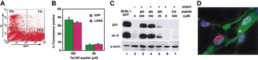 Figure 2. GFP expression reflects KSHV infectivity. (A) Flow cytometry analysis of HEK293 cell viability 24 hours after infection with rKSHV-GFP. Most GFP-positive cells are PI-negative. Numbers in quadrants represent percentages of total cells in each cell fraction. Representative experiment. (B) GFP and LANA expression in HUVECs 24 hours after infection with rKSHV-GFP. Fluorescence-positive (GFP and LANA/Alexa 594) populations were counted under fluorescence microscopy after LANA staining. Mean ± SD (triplicate samples) in a representative experiment. (C) KSHV vIL-6 and GFP expression in HEK293 cells 24 hours after infection with rKSHV-GFP. Western blots show expression of GFP, KSHV vIL-6, and α-actin (loading control) in BCBL-1–GFP (positive control) and HEK293 cells. Representative experiment. (D) Latent KSHV infection in HUVECs. Two months after infection with rKSHV-GFP, expression of KSHV LANA was visualized with Alexa 594 (red) staining localized to the blue nucleus (DAPI). Original magnification, × 320.