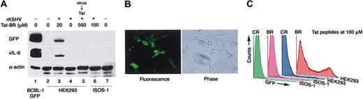Figure 3. Tat-BR peptide enhances receptor-dependent KSHV transmission. (A) Western blot analysis of GFP, KSHV vIL-6, and α-actin (loading control) expression in BCBL-1–GFP (positive control), HEK293, and murine angiosarcoma ISOS-1 cells. HEK293 cells were also treated with Tat-BR after removal of rKSHV-GFP from the supernatant (KSHV → Tat; lane 5). Representative experiment. (B) Stable KSHV infection in ISOS-1 cells after direct coculture of BCBL-1 cells producing rKSHV-GFP with ISOS-1 cells. Original magnification, × 100. (C) Flow cytometry profile of GFP fluorescence in HEK293 and ISOS-1 cells exposed to rKSHV-GFP in the presence of 100 μM Tat-BR and Tat-CR peptides.