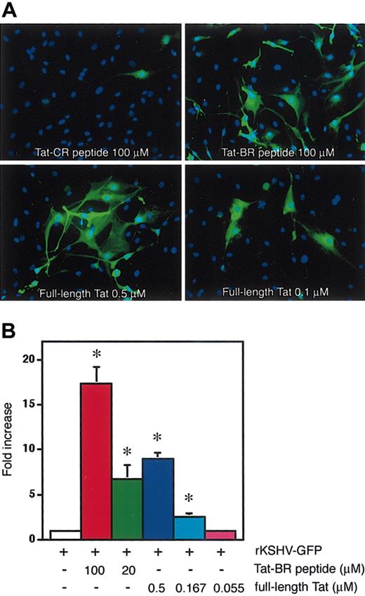 Figure 4. Full-length Tat protein is more potent than Tat-BR peptide at promoting KSHV cell entry. (A) Fluorescence microscopy of HDMECs 24 hours after infection with rKSHV-GFP in the presence of Tat-CR (100 μM) and Tat-BR (100 μM) peptides or recombinant Tat protein (0.5 μM or 0.1 μM). The nucleus of endothelial cells is blue, as revealed by DAPI staining in the KSHV-infected cells (green). Original magnification, × 100. (B) Flow cytometry profile of GFP fluorescence in HEK293 cells exposed to rKSHV-GFP in the presence of Tat-BR peptide (100 μMor20 μM) or full-length Tat protein (0.5 μM, 0.167 μM, or 0.055 μM). The fold increase of the GFP-positive proportion compared with cells infected with rKSHV alone is shown. Mean ± SD (triplicate samples) in a representative of 4 independent experiments. *P < .05 compared with rKSHV alone.