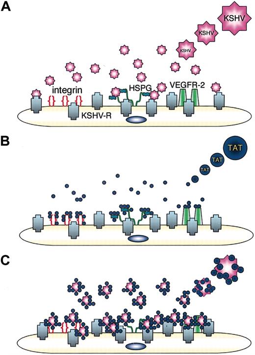 Figure 5. A schematic representation of how HIV-1 Tat could facilitate KSHV entry into cells. (A) KSHV entry into target cells is initiated by the interaction of viral glycoproteins with binding molecules such as HSPG, followed by viral membrane fusion with KSHV-entry receptor(s) (KSHV-R). (B) HIV-1 Tat protein binds to cell-surface integrins, HSPG, and VEGFR-2. (C) Tat binds to KSHV and to cell-surface integrins HSPG and VEGFR-2, thereby concentrating KSHV on the cell surface. By bridging KSHV to the cell surface, Tat could facilitate the interaction of the virus with its entry receptor.