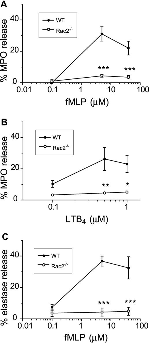 Figure 1. Absence of primary granule release in chemoattractant-stimulated Rac2-/- neutrophils. Freshly prepared BMNs from WT and rac2-/- neutrophils were examined for their ability to release the primary granule marker MPO in response to increasing doses of fMLP (A) for 15 minutes following 5 minutes preincubation with 5 μg/mL CB. MPO release was determined and shown as percentage of total cellular lysate values. (B) Neutrophils were stimulated with increasing doses of LTB4 for 1 hour following 5 minutes preincubation with 5 μg/mL CB. (C) Elastase activity in supernatants of neutrophils stimulated with CB/fMLP. *P < .05. **P < .02. ***P < .01. Error bars indicate SEM.