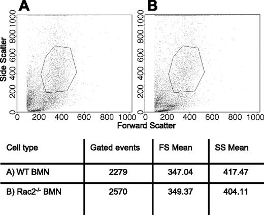 Figure 3. Similar granularity in WT and Rac2-/- neutrophils. BMNs were isolated from (A) WT and (B) Rac2-/- mice and subjected to flow cytometric analysis to analyze their side scatter properties. Each scatter plot shows 10 000 events. Gates in the scatter plots are arbitrarily selected to show representative means of forward scatter (FS) and side scatter (SS), as indicated in the table beneath the panels.