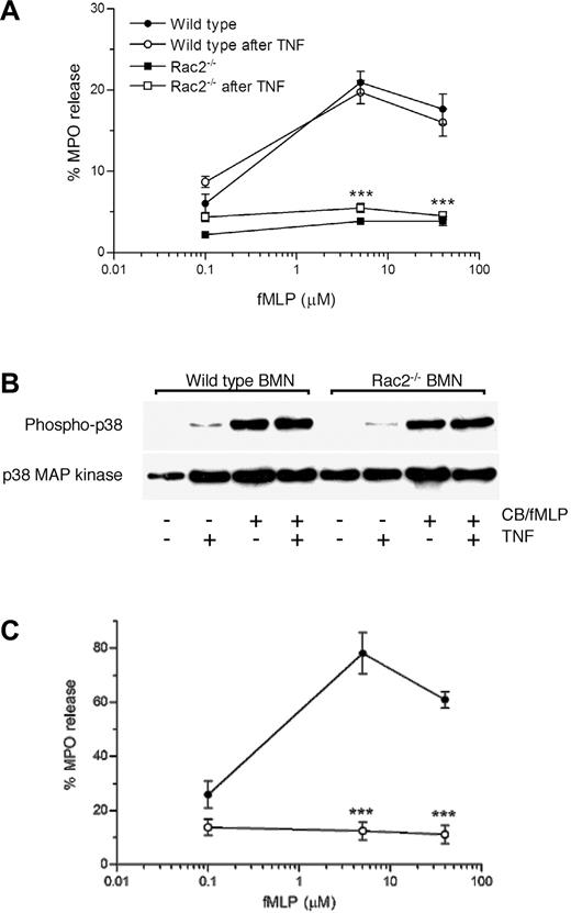 Figure 5. Priming of Rac2-/- neutrophils fails to reverse the degranulation defect. WT and Rac2-/- BMNs were stimulated with CB/fMLP (5 μM) with or without preincubation of 50 ng/mL TNF for 5 minutes. (A) MPO release from WT and Rac2-/- BMNs in the presence or absence of TNF preincubation. *** P < .01 compared with TNF-preincubated WT controls at the same doses of fMLP. (B) Phosphorylation of p38 MAP kinase in Rac2-/- neutrophils is normal in response to TNF and CB/fMLP. Western blot analysis was carried out for phospho-p38 and p38 MAP kinase in cellular lysates. (C) PENs were treated with increasing doses of fMLP for 15 minutes following 5 minutes preincubation with 5 μg/mL CB. MPO release was determined and shown as percentage of total cellular lysate values. *** P < .01. Error bars indicate SEM.