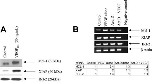 Figure 2. VEGF increases both protein synthesis and mRNA for Mcl-1 and XIAP in CLL B cells. (A) The blots illustrate the increase in both Mcl-1 and XIAP in CLL B cells exposed to VEGF. CLL B cells were cultured in serum-free RPMI for 24 hours and then stimulated with VEGF165 (50 ng/mL) for 30 minutes prior to being lysed. Protein extracts (50 μg) were subjected to SDS-PAGE and then transferred to nitrocellulose. The blot was then probed with the antibody of interest. Data shown are representative of 1 of 5 different experiments. The results were consistent and reproducible. (B) VEGF stimulates increased expression of Mcl-1 and XIAP mRNA. Freshly isolated CLL B cells were pretreated with actinomycin D (1000 nM) for 24 hours prior to VEGF165 (50 ng/mL) stimulation for an additional 30 minutes. RNA was then isolated and RT-PCR was used to determine Mcl-1, XIAP, and Bcl-2 mRNA levels. The far right lane in panel B indicates our blank control for this set of experiments. The ratio (mRNA/actin) is used to determine the incremental mRNA of interest based on densitometry. The value from the table indicates the fold mRNA of interest based on densitometry. Each value is normalized to the control. This experiment has been repeated twice on 2 different patients with CLL. Act D indicates actinomycin D.