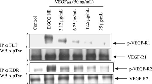 Figure 4. VEGF can induce increased phosphorylation of VEGF-R1 and VEGF-R2 receptors on CLL B cells, and phosphorylation of these receptors can be inhibited by EGCG. Primary CLL B cells were cultured in the presence or absence of EGCG for 24 hours and then stimulated with VEGF165 (50 ng/mL) for an additional 30 minutes prior to preparation of the protein extract. Protein extract from the immunoprecipitation (500 μg) was subjected to SDS-PAGE and transferred to nitrocellulose. The blots were initially probed with the p-Tyr antibody and then stripped with erase buffer. The blots were then reprobed with the various antibodies of interest. The data are representative of 1 of 3 different experiments. IP indicates immunoprecipitation.