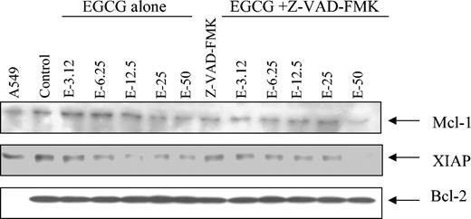 Figure 7. Caspase inhibitor, Z-VAD(oMe)-FMK, prevents EGCG from down-regulating Mcl-1 and XIAP. Primary CLL B cells were pretreated with Z-VAD(oMe)-FMK (25 μM) for 30 minutes prior to the EGCG treatment for 24 hours. Protein extract (50 μg) was prepared and then subjected to SDS-PAGE (7.5%). The blots were blotted with the antibody of interest. Data shown are representative of 2 different experiments.