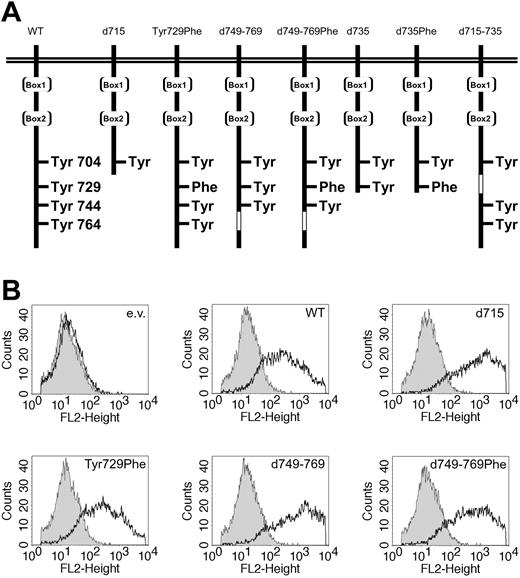 Figure 1. Expression of WT and mutant G-CSF receptors. (A) Schematic representation of the intracellular domain of the G-CSF receptor and mutants. Boxes 1 and 2 represent subdomains conserved in the hematopoietin receptor superfamily. The open box indicates the deleted region in G-CSF-R–d749-769 and G-CSF-R–d715-735. (B) Flow cytometric analysis of the expression levels of the different G-CSF-R forms used in luciferase reporter assays. Open histograms indicate cells stained with biotinylated G-CSF-R antibodies and phycoerythrin-conjugated streptavidin (SA-PE); shaded histograms, cells stained with SA-PE only; and e.v., cells transfected with empty vector.