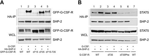Figure 6. SHP-2 associates with distinct regions of G-CSF-R, and Tyr729 is required for the formation of a SHP-2–STAT5 complex. (A) HA–SHP-2 IPs of Phoenix E cells expressing GFP-tagged G-CSF-R mutants. Cells were starved overnight (–) and stimulated for 10 minutes with G-CSF. As a control, expression of GFP–G-CSF-R and SHP-2 in whole cell lysate (WCL) is shown in the lower 2 panels. (B) HA–SHP-2 IPs of Phoenix E cells expressing different G-CSF-R mutants and STAT5 were performed as described for Figure 6A. Lane 7 is an HA-IP in the absence of HA–SHP-2, demonstrating the specificity of the IP.