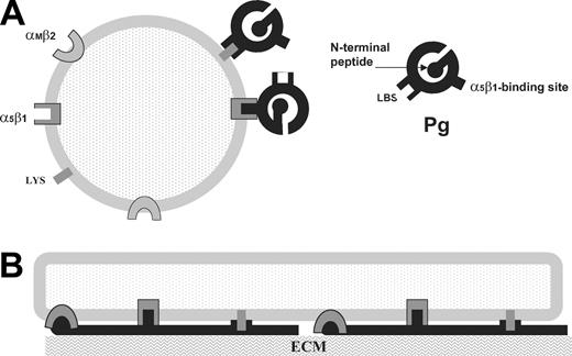 Figure 9. Diagram of the proposed molecular interactions of Pg with cell surface receptors. (A) In cell suspension, soluble Pg (black) binds lysines (Lys) via its LBS. Integrin α5β1 is involved in Pg activation presumably by binding soluble Pg. (All cell receptors are in gray.) (B) An adherent cell spreads on Pg bound to the ECM. Unfolded immobilized Pg interacts with all 3 cell surface receptors.
