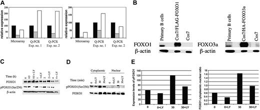 Figure 1. BCR crosslinking leads to PI3K-dependent down-regulation of gene expression accompanied by phosphorylation and nuclear export of FOXO1. (A) Independent RNA samples derived from separate preparations of murine B cells were analyzed by microarray (Affymetrix) or Q-PCR for expression of cyclin G2 (left) or pRb2/p130 (right). Relative expression in microarray data refers to the mean hybridization signal from replicate experiments after normalization of overall chip signals. For Q-PCR data, relative expression was calculated from standard curves and normalized to β-actin mRNA levels. Q-PCR experiments used RNA from Balb/c B cells stimulated with anti-IgM in the presence of a maximal inhibitory concentration (10 μM) of the PI3K inhibitor LY294002 (LY), whereas a suboptimal LY concentration (3 μM) was used in the microarray experiment.17 Data are plotted as percentage of control, defined as the expression level in fresh unstimulated B cells. Relative expression at T = 0 minute (▪), T = 2 hours (▦) , and T = 2 hours + LY (□) is shown. (B) Whole-cell lysates were prepared from resting primary B cells and either Cos7 cells transfected with FLAG-tagged FOXO1 and HA-FOXO3a or untransfected. These samples were then resolved by SDS-PAGE and immunoblotted for total FOXO1 and FOXO3a. The slower mobility of the transfected samples is the result of the epitope tags. Anti–β-actin was used to determine equal loading. (C) B cells were either lysed immediately (T = 0 minute) or stimulated with anti-IgM for the indicated times in the presence or absence of LY (15-minute pretreatment). Whole-cell lysates were resolved by SDS-PAGE and immunoblotted for phospho-FOXO1 (Ser256) and total FOXO1. The blot was also probed for β-actin to verify equivalent loading. (D) B cells were either harvested immediately (T = 0 and T = 0 + LY) or stimulated for 30 minutes (T = 30 and T = 30 + LY) with anti-IgM in the presence or absence of 10 μM LY294002. Nuclear and cytoplasmic lysates were loaded on the basis of cell equivalents and resolved by SDS-PAGE, followed by immunoblotting for phospho-FOXO1 (Ser256) and total FOXO1. (E) (Left) Expression levels of FOXO1 and phospho-FOXO1 (pFOXO1) in panel D were quantitated by using NIH Image 1.61. Expression is shown in arbitrary units. (Right) Ratio of cytoplasmic to nuclear FOXO1 expression. Left panel shows expression of phospho-FOXO1 in the cytoplasm. For immunoblots, similar results were obtained in 2 to 4 replicate experiments.