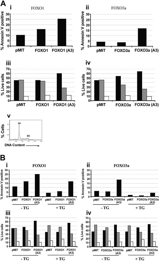 Figure 2. FOXO overexpression in primary B cells causes cell-cycle arrest and increases apoptosis in a manner opposed by PI3K/Akt signaling. (A) Purified B cells from Balb/c mice were stimulated with 10 μg/mL LPS for 24 hours. The cells were then retrovirally transduced with either vector alone (pMIT), or wild-type or A3 mutant versions of FOXO1 (i,iii) or FOXO3a (ii,iv). (i-ii) Sixty-four hours after infection the cells were stained with anti-Thy1.1–biotin followed by Streptavidin-CyChrome to identify positively transduced cells and Annexin V–phycoerythrin (PE) to identify cells undergoing apoptosis. Bar graphs depict the percentage of apoptotic (Annexin V–positive) cells in the population expressing high levels of Thy1.1. (iii-iv) Thirty-six hours after infection, cells were stained with anti-Thy1.1–biotin and Streptavidin-FITC, then analyzed for DNA content by using propidium iodide. The percentage of live Thy1.1 cells in G1 (▪), S (▦) , and G2 (□) phases of the cell cycle was determined by using Flowjo. (v) A representative cell-cycle graph. Three to 4 independent experiments with similar results were obtained for both cell death and cell cycle. (B) Purified B cells from nontransgenic littermates (–Tg) and Bcl2 Tg (+Tg) mice were stimulated and retrovirally transduced as for panel A. Cell death (i-ii) and cell-cycle status (iii-iv) were monitored at 64 hours and 36 hours after infection, respectively, as for panel A.